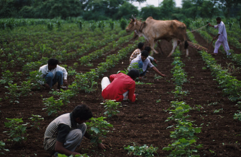 The Impact of Organic Cotton Farming on the Livelihoods of Smallholders